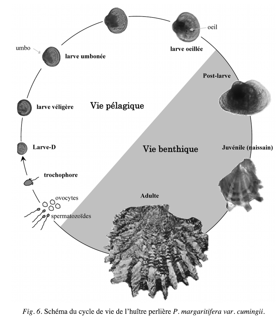 TOUT SAVOIR SUR LES NAISSAINS COQUILLES POUR LES PERLES DE CULTURE