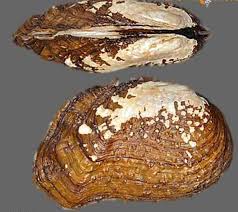 TOUT SAVOIR SUR LE NUCLEUS: LE SECRET DE LA PERLE DE CULTURE DE TAHITI