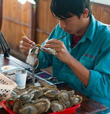 COMMENT NAISSENT LES PERLES DE CULTURE