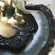 L'HUITRE PINCTADA MARGARITIFERA, PERLES DE TAHITI