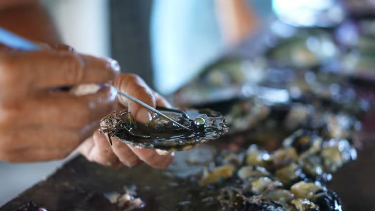 DECOUVREZ LES FERMES PERLIERES A TAHITI: UN VOYAGE AU COEUR DE LA CULTURE DES PERLES
