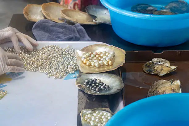 LE TRI DES PERLES : UN PROCESSUS ESSENTIEL APRES LA RECOLTE