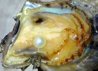 LES HUITRES PINCTADA FUCATA : PERLES AKOYA